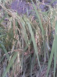 Image result for Oryza