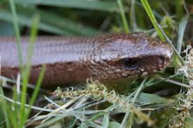 Schlange in garten lautete der alarmierungstext für die feuerwehr andorf am montagvormittag. Blindschleiche Im Garten Foto Bild Tiere Wildlife Amphibien Reptilien Bilder Auf Fotocommunity