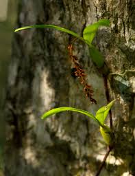 Image result for Bulbophyllum fuscum