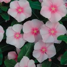 These are tools that have gone through the home depot rental program, and have been tested and inspected by tool rental technicians before being offered up for sale. Periwinkle Annuals Garden Flowers The Home Depot