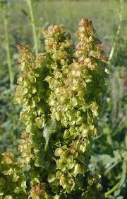 Image result for Rumex crispus