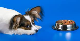 best food for papillon puppies dogs and seniors