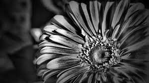 What Is High Key And Low Key Photography Corel Discovery Center