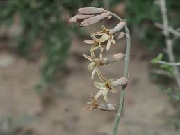 Image result for Dipcadi brevifolium