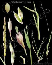 Image result for Eriochloa fatmensis