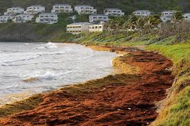 Real Talk Or Hype: Can We Use Sargassum? | United Nations Development  Programme