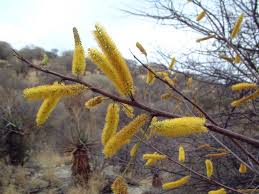 Image result for Elephantorrhiza suffruticosa