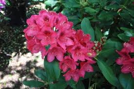 Rhododendron Catawbiense Nova Zembla Plants Shrubs Plant Catalogs