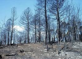 El teniente fiscal de guadalajara ha remitido a la jueza que instruye la causa por el incendio que causó la muerte a 11 integrantes del retén que pretendía sofocarlo. El Supremo Confirma La Sentencia Del Incendio De Guadalajara De 2005 Diariocritico Com