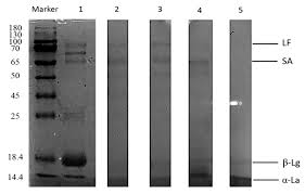 Handbook on products and processing. Animals Free Full Text Antibacterial Activity Of Trypsin Hydrolyzed Camel And Cow Whey And Their Fractions Html