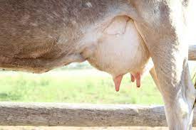 Owning A Family Milk Cow Your Questions Answered
