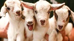 Guarderia juguetes bebes llorones casa de muñecas! Cabras Bebes Tiernas 2 Youtube