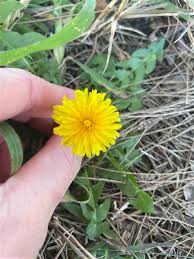 Image result for Taraxacum sp.