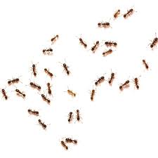 Ants in kitchen sink drain kitchen appliances tips and review. Getting Rid Of Ants In A Dishwasher Thriftyfun