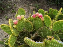 The bunny ear cactus, also known as the polka dot cactus is a very popular plant. How To Grow And Care For A Bunny Ears Cactus World Of Succulents
