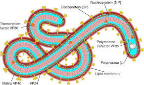 As of november 14, 2014, the world health organization has reported a total of 21,296 ebola virus disease (evd. Frontiers Ebola Virus Infection Modeling And Identifiability Problems Microbiology