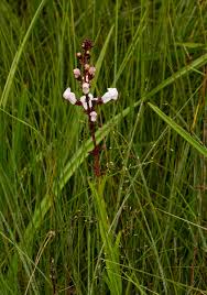 Image result for Gerardiina angolensis