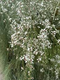 Image result for Retama monosperma