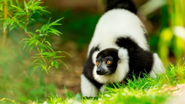 black and white ruffed lemur locomotion