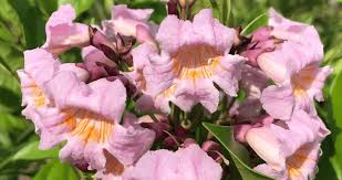 Image result for Radermachera