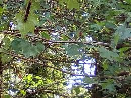Foret De Bouconne Levignac 2020 All You Need To Know Before You Go With Photos Tripadvisor