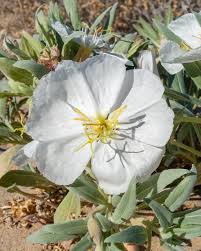 Image result for Nolletia arenosa