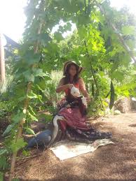 Image result for Luffa