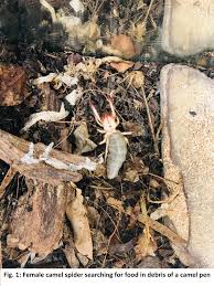 An egg's egg cycle counter is initially set to a specific value that depends on the pokémon species about to hatch. Central Veterinary Research Laboratory Cvrl Beitrage Facebook