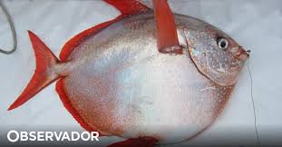 Select from premium peixe lua peixe de água salgada of the highest quality. Foi Descoberto O Primeiro Peixe De Sangue Quente Observador