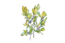 It grows to a height of 6 to 10 feet and 10 to 15 feet wide. Wild Thing Northern Bayberry Martha S Vineyard Magazine