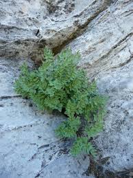 Image result for Pellaea