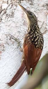 Birding Resources Bird Watching Facts Guides Bird Clubs Rspb Audubon Bird Books Birders Scopes Birding Trips Birdwatching Tours Binoculars Birdfairs Vogels