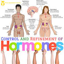 Pin By V G On Health Info Education Hormones Psychology Disorders Levothyroxine