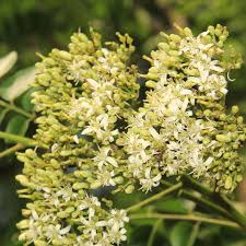 Image result for Murraya