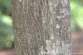 Image result for Ptaeroxylon obliquum