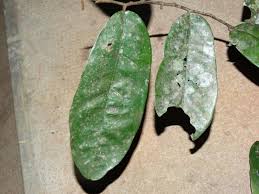 Image result for Monanthotaxis ferruginea