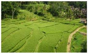 Rumah tangga konsumen, rumah tangga produsen, distributor, dan pemerintah. Perhatikan Gambar Berikut Lahan Pertanian Te