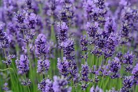 Pin On Lavender