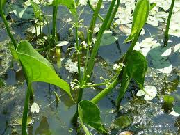 Image result for Limnophyton obtusifolium