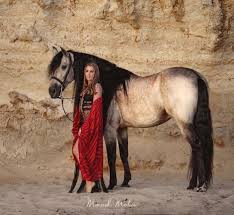 The andalusian horse lives in the iberian peninsula from thousands of years and a district's horse andalusian or pure spanish horse (pura raza espanola) is one of europe's oldest horse breeds. Gambler Buckskin Andalusian Home Facebook