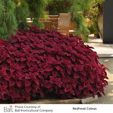 Image result for Coleus gracillimus