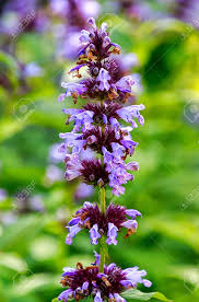 Maybe you would like to learn more about one of these? Blue Flowering Catnip Nepeta Faassenii Also Known As Catmint Stock Photo Picture And Royalty Free Image Image 104949402