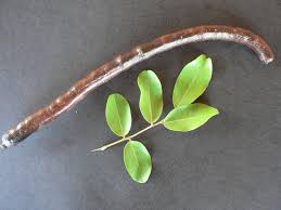 Image result for Bobgunnia madagascariensis