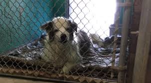Our mission is to save all healthy and treatable. Humane Network Appointed Trustee Of Nevada Spca In Las Vegas
