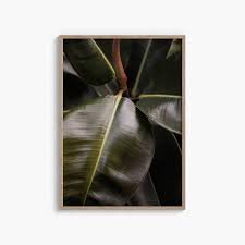 Image result for Ficus bubu