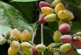 Gymnospermae Adalah Pengertian Ciri Klasifikasi Dan Contoh