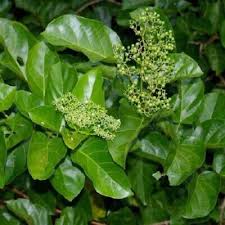 Image result for Premna serratifolia