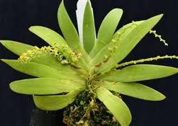 Image result for Cyrtorchis arcuata