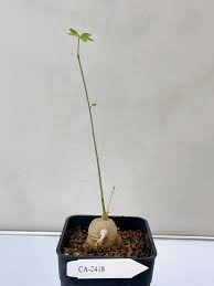 Image result for Adenia stenodactyla