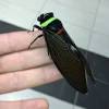 But, troyano adds, cicadas are little threat to more mature trees. Https Encrypted Tbn0 Gstatic Com Images Q Tbn And9gcsb4wqam9rusw F6rj86wpkjgrhviwg2ingwynwdymmkyd40uj7 Usqp Cau